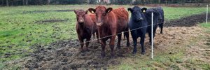Großtierpraxis - Rinder